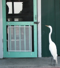 Great Egret at the Yacht Basin Provision Company in Southport, North Carolina