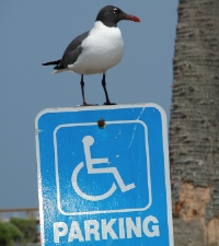 Seagull parking in May '04