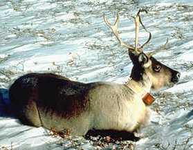 Porcupine Caribou are a threatened species tracked by satellite