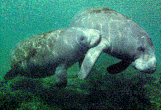 West Indian Manatees are a threatened species tracked by satellite