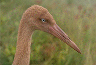 Siberian cranes are a threatened species tracked by satellite