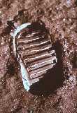 Human footprint on the Moon
